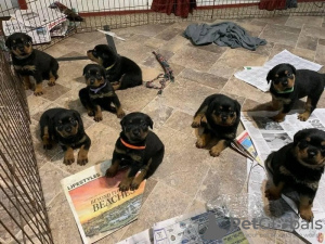 Foto №1. rottweiler - zum Verkauf in der Stadt Köln | 213€ | Ankündigung № 129868