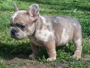 Foto №2 zu Ankündigung № 101294 zu verkaufen französische bulldogge - einkaufen Weißrussland quotient 	ankündigung