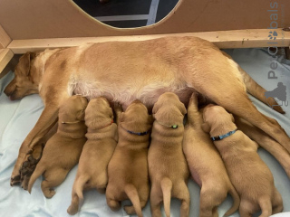 Foto №1. labrador retriever - zum Verkauf in der Stadt Berlin | 500€ | Ankündigung № 54462