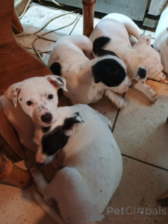 Foto №2 zu Ankündigung № 146375 zu verkaufen amerikanischer staffordshire terrier - einkaufen Ukraine quotient 	ankündigung