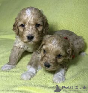 Foto №4. Ich werde verkaufen labradoodle in der Stadt Kreivilä. quotient 	ankündigung - preis - Frei