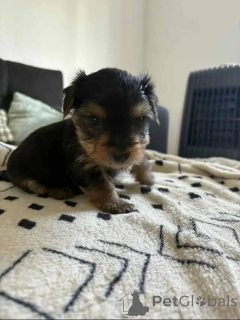 Foto №1. yorkshire terrier - zum Verkauf in der Stadt Berlin | 550€ | Ankündigung № 163789