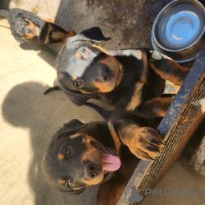 Foto №1. rottweiler - zum Verkauf in der Stadt Hannover | Frei | Ankündigung № 128429