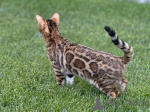 Foto №2 zu Ankündigung № 99432 zu verkaufen bengal katzenrasse - einkaufen USA quotient 	ankündigung, züchter