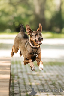 Foto №3. Stasya sucht ein Haus und ein Herz, in dem sie wieder notwendig sein wird.. Russische Föderation