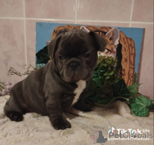 Foto №3. Französische Bulldogge. Weißrussland