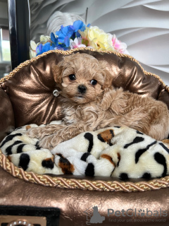 Foto №1. maltipu - zum Verkauf in der Stadt Minsk | 2366€ | Ankündigung № 48759