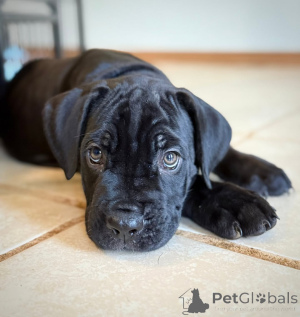 Foto №3. Begrüßen Sie Aria mit Eleganz, Liebe und Loyalität in einem wunderschönen. Finnland