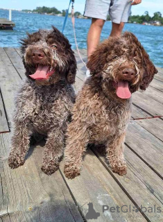 Foto №1. lagotto romagnolo - zum Verkauf in der Stadt Belgrad | verhandelt | Ankündigung № 102987