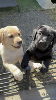 Foto №3. Labrador Retriever-Welpen mit guten Herzen und endloser Energie. Niederlande