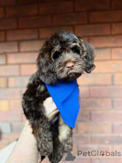 Foto №2 zu Ankündigung № 157472 zu verkaufen labradoodle - einkaufen Irland quotient 	ankündigung