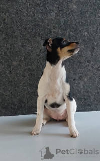 Foto №2 zu Ankündigung № 137186 zu verkaufen american toy terrier - einkaufen Polen züchter