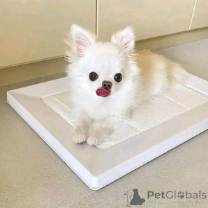 Foto №3. Hallo allerseits, wir haben dieses entzückende Baby jetzt zur Adoption zur. Spanien