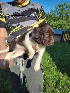 Foto №3. Little Minsterlander puppies. Serbien