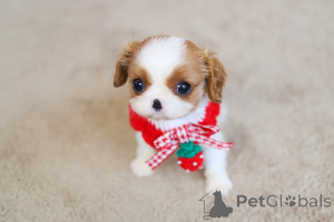 Foto №3. Hendricks Shih Tzu Welpen zur Adoption. Andorra