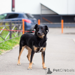 Foto №3. Süßer kleiner Hund. Russische Föderation