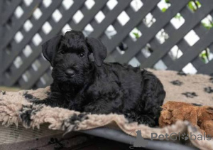Foto №2 zu Ankündigung № 173093 zu verkaufen schnauzer - einkaufen Slowenien quotient 	ankündigung, züchter