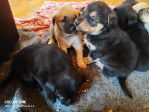 Foto №1. mischlingshund - zum Verkauf in der Stadt Электросталь | Frei | Ankündigung № 79793