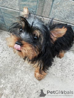 Foto №1. biewer terrier, yorkshire terrier - zum Verkauf in der Stadt Riga | 450€ | Ankündigung № 108994