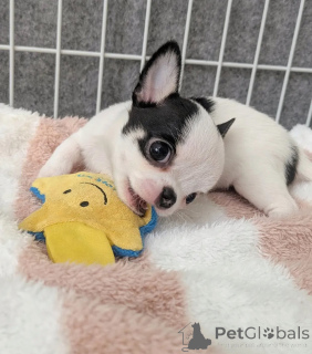 Foto №1. chihuahua - zum Verkauf in der Stadt Touolouse | verhandelt | Ankündigung № 165312