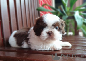 Foto №2 zu Ankündigung № 100398 zu verkaufen shih tzu - einkaufen USA quotient 	ankündigung