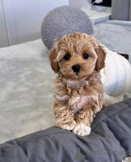 Foto №1. maltipu - zum Verkauf in der Stadt Cassandreia | verhandelt | Ankündigung № 158337