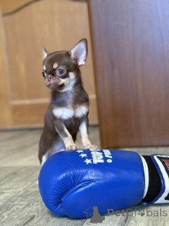 Foto №2 zu Ankündigung № 165368 zu verkaufen chihuahua - einkaufen Weißrussland züchter