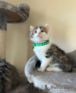 Foto №2 zu Ankündigung № 128877 zu verkaufen türkisch angora - einkaufen Kanada züchter