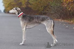 Foto №2 zu Ankündigung № 125927 zu verkaufen greyhound - einkaufen Großbritannien quotient 	ankündigung, züchter