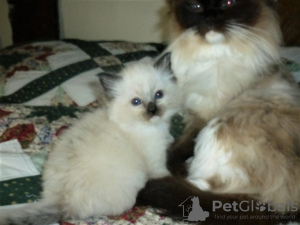 Foto №1. ragdoll-katze - zum Verkauf in der Stadt Jerez de la Frontera | 300€ | Ankündigung № 121897