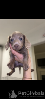 Foto №1. dackel - zum Verkauf in der Stadt Berlin | 1500€ | Ankündigung № 132761