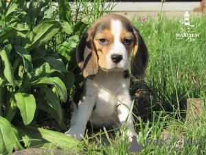Foto №1. beagle - zum Verkauf in der Stadt Приморск | 643€ | Ankündigung № 10834