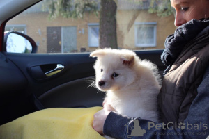 Foto №2 zu Ankündigung № 109541 zu verkaufen finnischer lapphund - einkaufen Rumänien quotient 	ankündigung