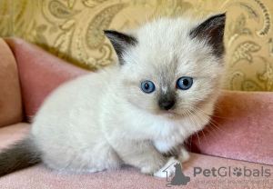 Foto №1. ragdoll-katze - zum Verkauf in der Stadt Schöneiche | 250€ | Ankündigung № 103754