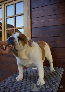 Foto №3. Englische Bulldogge, weiblich. Serbien
