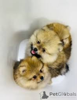 Foto №3. Wunderschöne Pomeranians-Welpen zu verkaufen. Deutschland