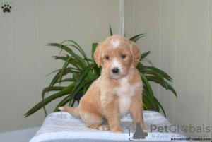 Foto №3. Atemberaubende Goldendoodle-Welpen. Irland