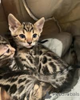 Foto №1. bengal katzenrasse - zum Verkauf in der Stadt Warschau | 500€ | Ankündigung № 168364