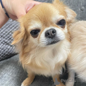 Foto №2 zu Ankündigung № 161502 zu verkaufen chihuahua - einkaufen Deutschland 