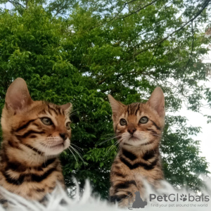 Foto №4. Ich werde verkaufen bengal katzenrasse in der Stadt Belgrad. züchter - preis - verhandelt