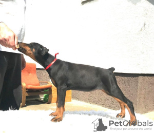 Foto №3. Dobermann-Welpen. Serbien