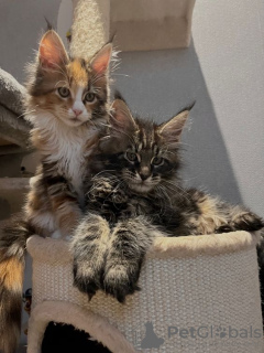 Foto №4. Ich werde verkaufen maine-coon-katze in der Stadt Berlin. quotient 	ankündigung - preis - 300€