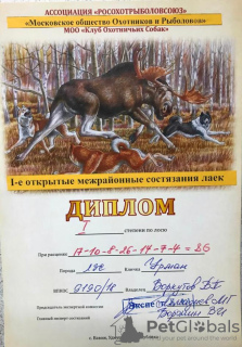 Zusätzliche Fotos: Reinrassige Welpen der westsibirischen Laika mit Champion-Stammbaum.