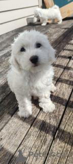 Foto №2 zu Ankündigung № 176497 zu verkaufen bichon frisé - einkaufen Slowenien quotient 	ankündigung