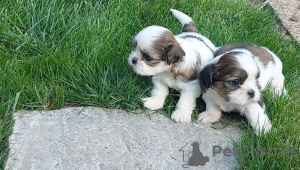 Foto №2 zu Ankündigung № 106803 zu verkaufen shih tzu - einkaufen Polen züchter