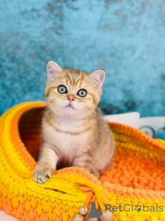 Foto №1. schottische faltohrkatze - zum Verkauf in der Stadt Kiew | 531€ | Ankündigung № 145302