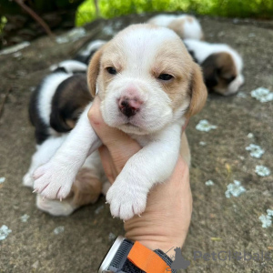 Foto №4. Ich werde verkaufen beagle in der Stadt Bonn. quotient 	ankündigung - preis - 360€