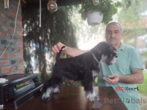 Foto №1. schnauzer - zum Verkauf in der Stadt Leskovac | verhandelt | Ankündigung № 141410