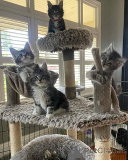 Foto №1. maine-coon-katze - zum Verkauf in der Stadt Leipzig | 450€ | Ankündigung № 160426