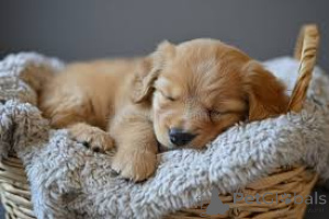 Foto №2 zu Ankündigung № 135933 zu verkaufen golden retriever - einkaufen Deutschland 